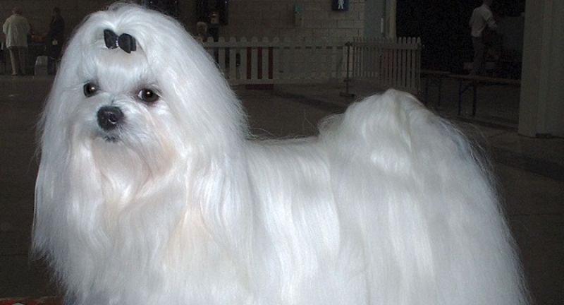 <p>Maltese dogs are small, light, and easy to carry, making them excellent travel companions for those who prefer to keep their pets close. They adapt well to new environments, whether it’s a quiet countryside or a bustling urban center. Their affectionate nature ensures they’re always ready for a cuddle, making every trip more enjoyable.</p>