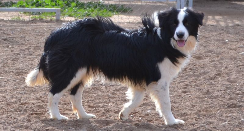 <p>Border Collies are highly intelligent and energetic, making them perfect for active travelers who enjoy outdoor activities like hiking. They are known for their agility and love for adventure, thriving in environments where they can explore and be active. Their loyalty and keenness to please make them excellent companions, always ready for the next adventure.</p>