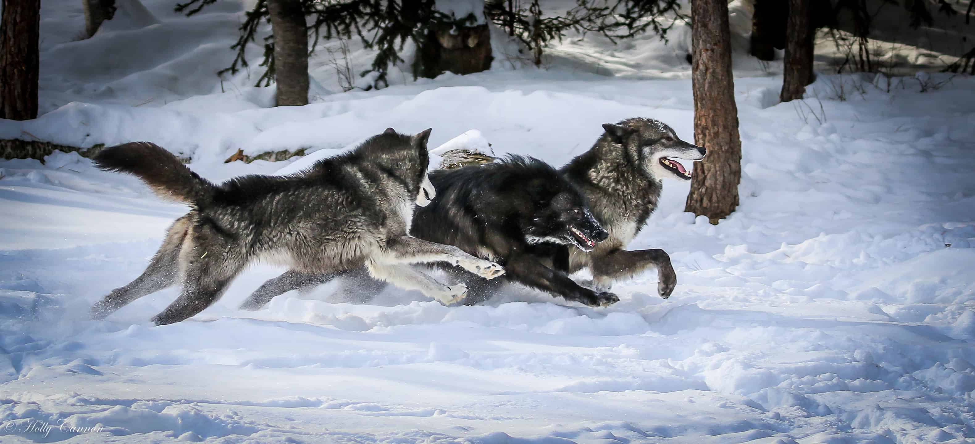 Волка уносят охотники. Макензийский Равнинный волк. Волк бежит по снегу вбок. Казйол волк. Волка бизон