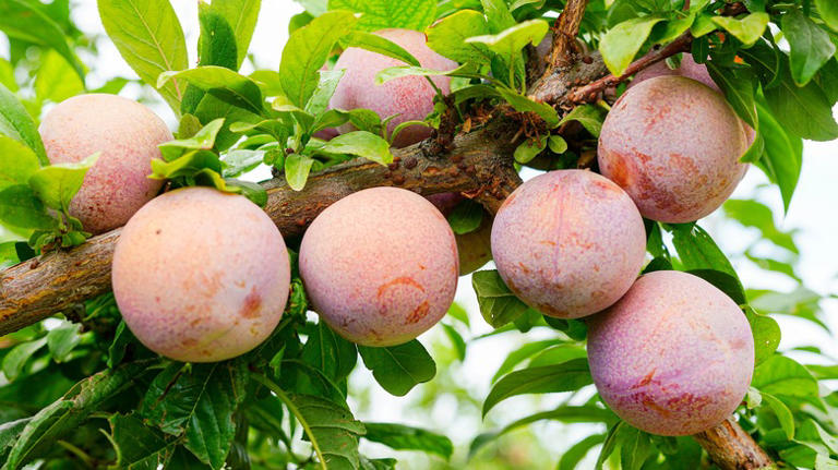 Seven Uncommon Fruit Trees You Can Grow In Your Garden, According To 