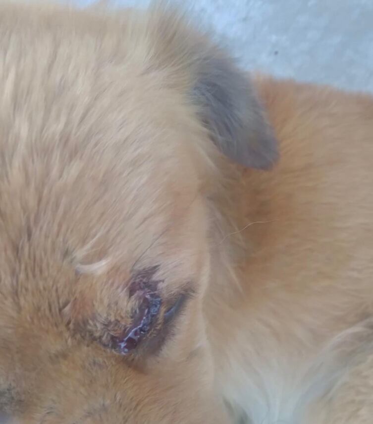abusaron de un perrito al sur de quito, la respuesta del municipio ante el repudiable acto