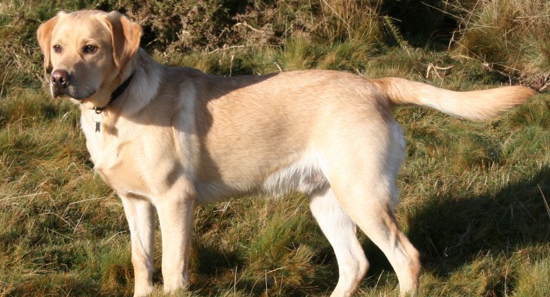 <p>Labrador Retrievers are known for their friendly nature, making them ideal companions for family trips. They are outgoing and enjoy being active, perfect for outdoor adventures like hiking and camping. Their adaptability and easygoing nature make them suitable for various travel settings, from countryside to beach vacations.</p>