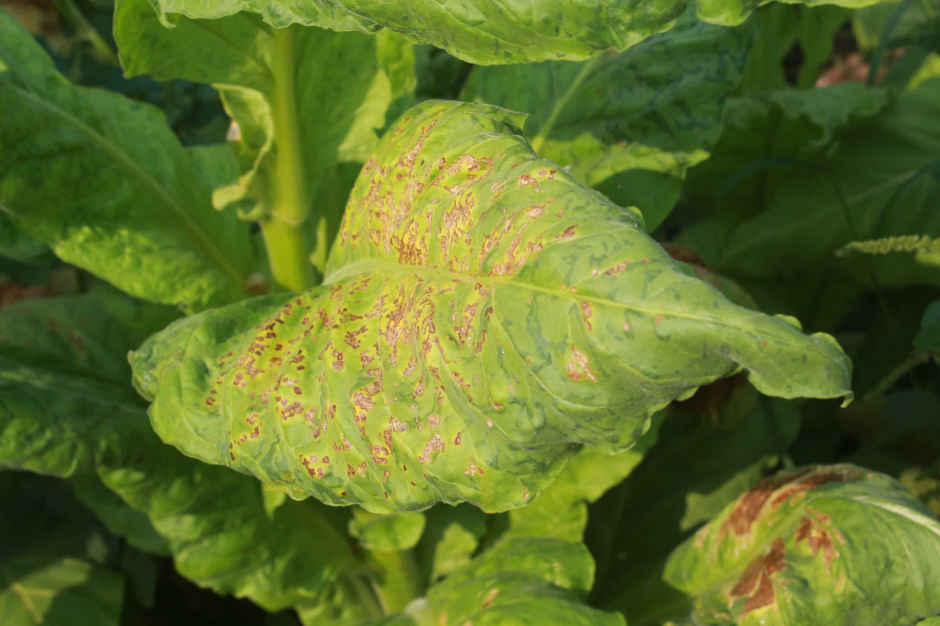 Common plant diseases and how to beat them