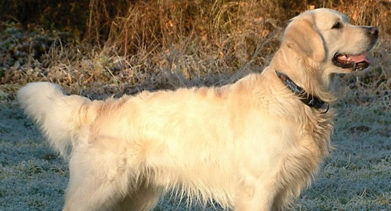 <p>Golden Retrievers are friendly, patient, and great for families, making them wonderful travel companions. Their love for adventure and outdoor activities makes them perfect for exploring new places. They are known for their adaptability and can easily settle into new environments, ensuring a smooth travel experience.</p>