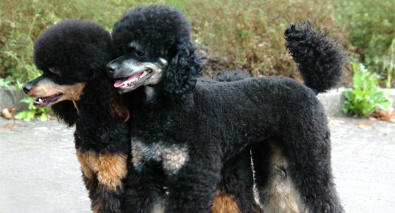 <p>Poodles, particularly Toy and Miniature sizes, are intelligent, easy to train, and great for travelers looking for a well-behaved companion. Their hypoallergenic coats make them suitable for travelers with allergies. Poodles are adaptable and can enjoy both city sightseeing and countryside walks, making them versatile travel companions.</p>
