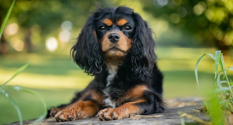 <p>Cavalier King Charles Spaniels are adaptable and affectionate, thriving in both quiet countryside and bustling city environments. Their small size and gentle nature make them excellent companions for long flights and car rides. This breed’s loving demeanor ensures they are always ready for cuddles, making every trip more enjoyable.</p>
