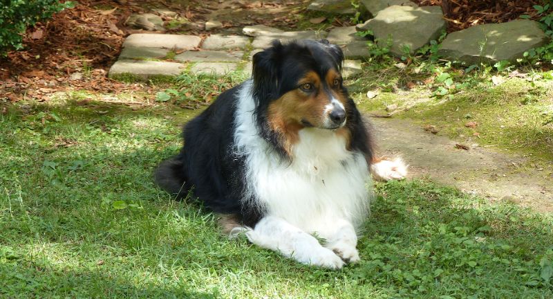 <p>Australian Shepherds are highly energetic and love adventures, making them great for hiking and camping trips. Their intelligence and trainability make them easy to manage on the go, adapting well to new environments and situations. They are loyal and protective, ensuring a sense of security and companionship during travels.</p>