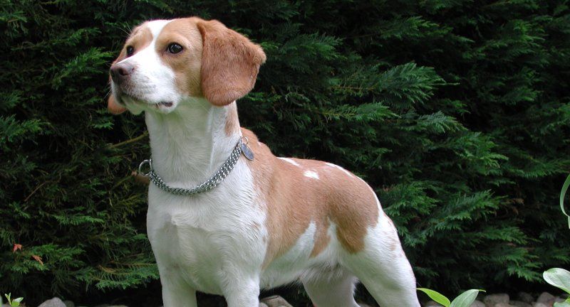 <p>Beagles are curious and friendly, making them ideal travel companions, especially for families. Their manageable size and robust health make them suited for various types of travel, from road trips to flights. Beagles are known for their keen sense of smell and love of exploration, adding an element of adventure to every trip.</p>