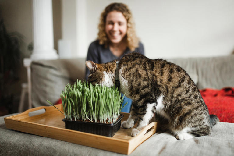 Cat Grass Benefits & 5 Unique Uses For Happy Cats