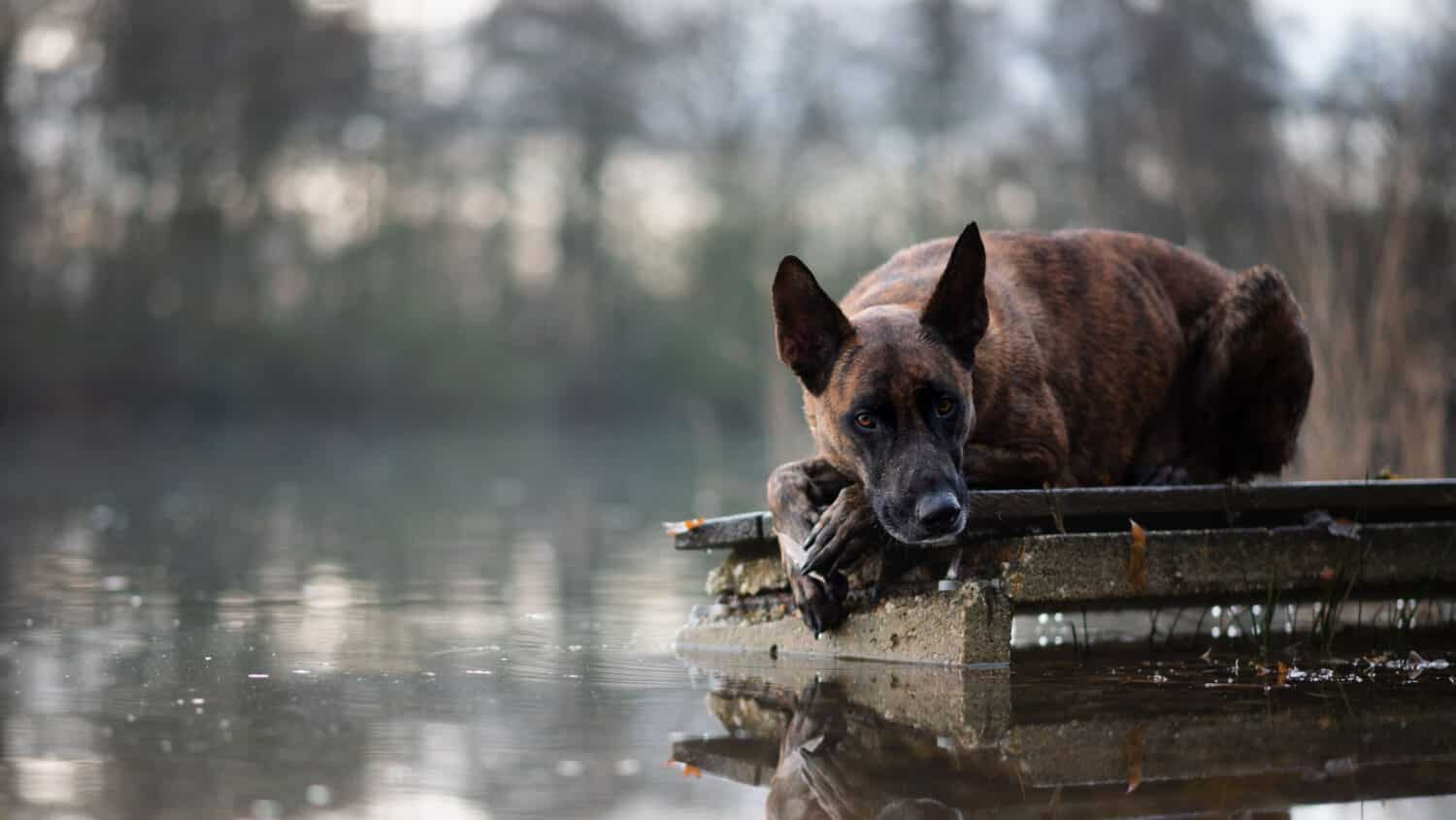 These Are The Largest Shepherd Dog Breeds