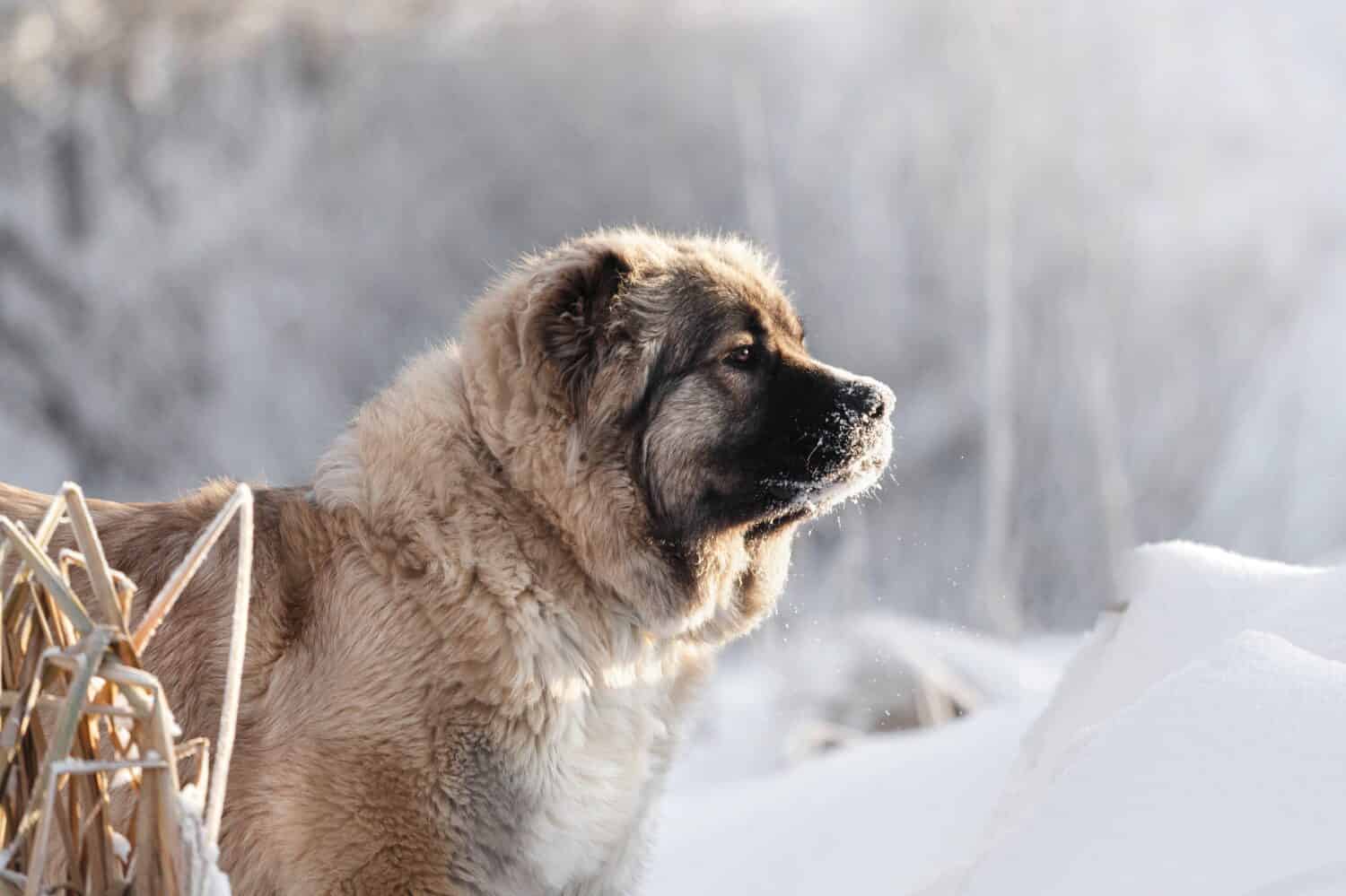 These Are The Largest Shepherd Dog Breeds