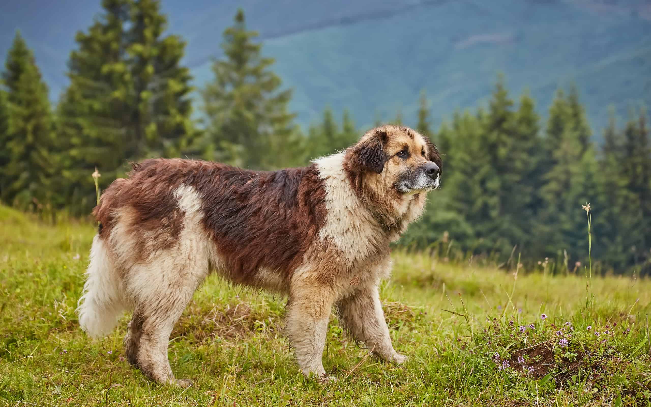 These Are The Largest Shepherd Dog Breeds