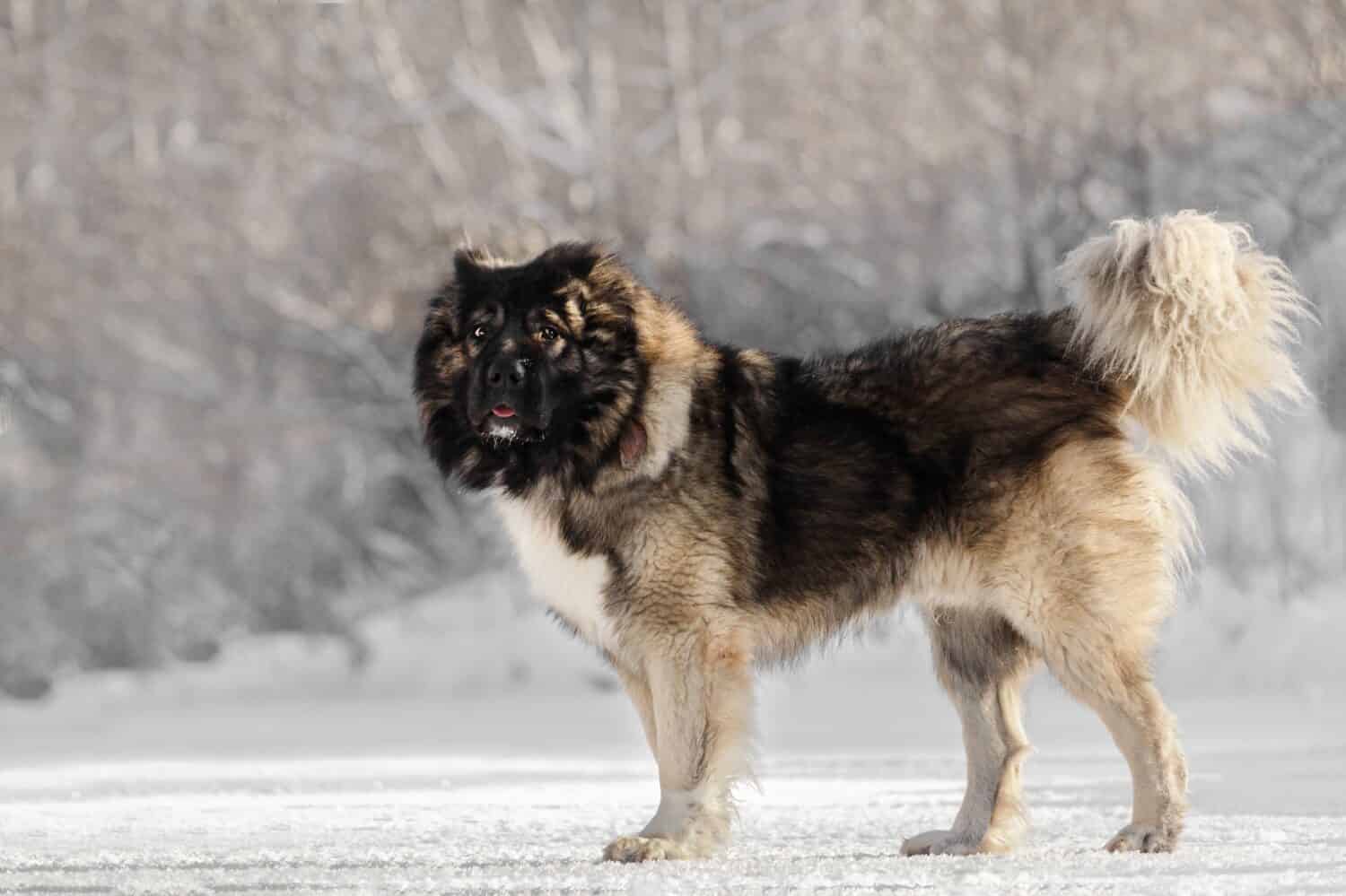 These are the Largest Shepherd Dog Breeds