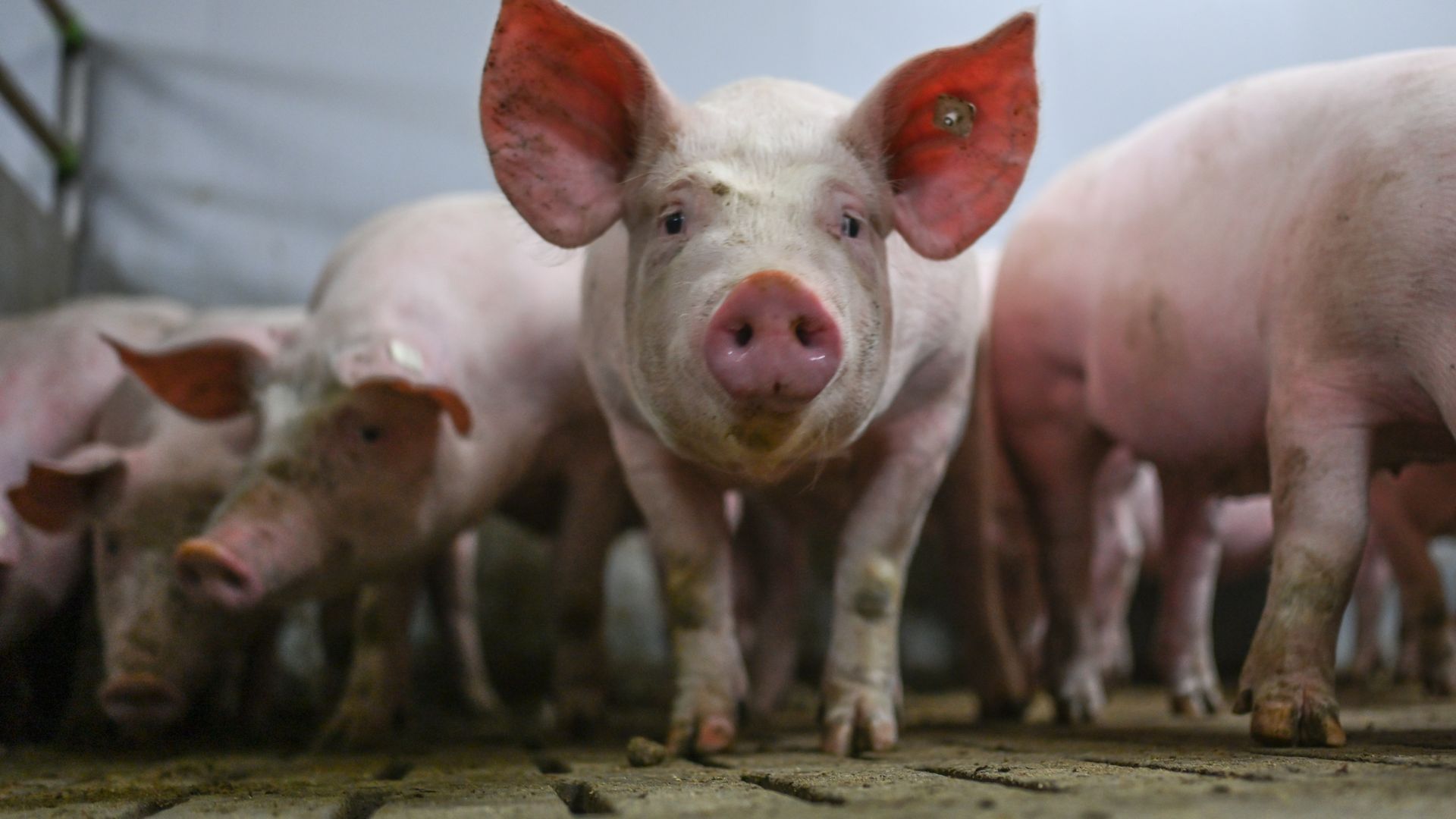 fleischproduktion in deutschland geht das siebte jahr in folge zurück