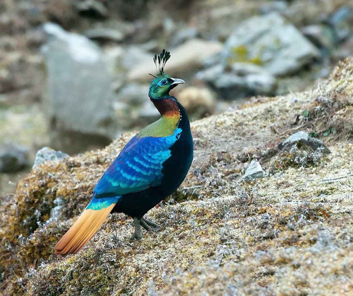 <p>Amidst the dense forests and alpine meadows, the Himalayan monal dazzles with its vibrant plumage, a testament to the colorful diversity of <a href="https://www.animalsaroundtheglobe.com/bear-chases-men-across-rooftop/">Himalayan wildlife</a>. Feeding on a varied diet of seeds, fruits, and insects, these striking birds are adept at navigating through dense vegetation and across rugged terrain. The Himalayan monal’s resilience is evident in its ability to thrive in diverse habitats, despite facing threats such as habitat loss and poaching. As stewards of the Himalayan wilderness, it is imperative to protect the habitats of these magnificent creatures to ensure their continued existence.</p>