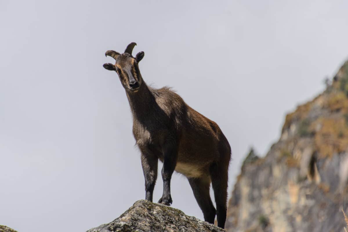 <p>The post <a href="https://www.animalsaroundtheglobe.com/exploring-rich-diversity-himalayan-wildlife-1-190132/">Exploring the Rich Diversity of Himalayan Wildlife</a> appeared first on <a href="https://www.animalsaroundtheglobe.com">Animals Around The Globe</a>.</p> <ul>   <li><a href="https://www.animalsaroundtheglobe.com/himalayan-tahr-masters-adaptation-high-altitudes-1-172958/">The Himalayan Tahr: Masters of Adaptation in the High Altitudes</a></li>   <li><a href="https://www.animalsaroundtheglobe.com/bear-chases-men-across-rooftop/">Himalayan Bear Chases Men Across Rooftop</a></li>   <li><a href="https://www.animalsaroundtheglobe.com/himalayan-cats/">Meet the Himalayan Cat</a></li>  </ul> <p>If you enjoyed this piece, you may enjoy these:</p> <p>In conclusion, the Himalayas stand as a testament to the resilience and adaptability of wildlife in the face of formidable challenges. From the elusive snow leopard to the graceful Himalayan musk deer, each species embodies the indomitable spirit of <a href="https://www.animalsaroundtheglobe.com/himalayan-cats/">Himalayan wildlife.</a> As guardians of these fragile ecosystems, it is our responsibility to protect and conserve the rich biodiversity of the Himalayas for future generations to cherish and admire.</p> <p>In the tranquil forests and scrublands of the Himalayas, the Himalayan musk deer roams with a quiet grace, its presence emblematic of the serene beauty of Himalayan wildlife. Feeding on a diet of leaves, twigs, and grasses, these elusive herbivores are well-adapted to their environment. With their cryptic coloration and agile movements, Himalayan musk deer evade predators and thrive in the remote corners of the Himalayas. Preserving the habitats of these graceful creatures is essential to safeguarding the biodiversity of the Himalayan wilderness.</p>