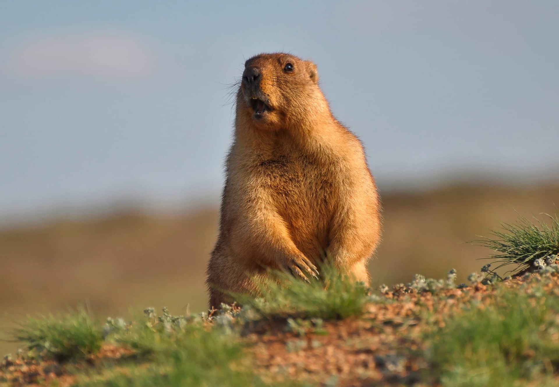 Iconic North American wildlife