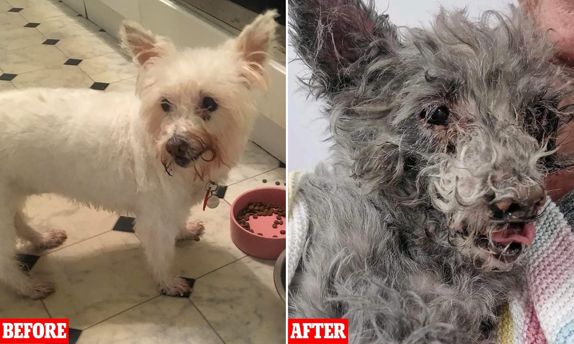 Fluffy White Dog Is Left 'totally Black' After House Blaze As Hero ...