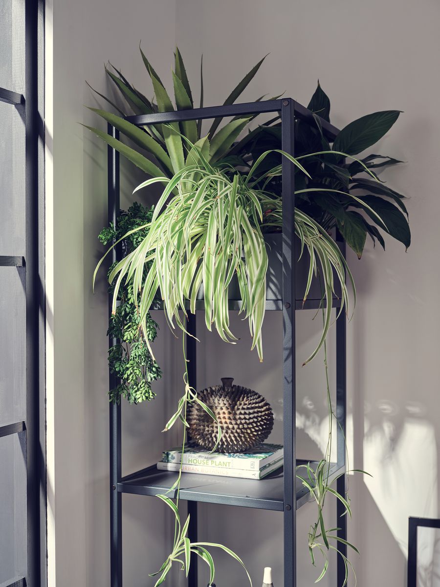 These Trending Houseplants Will Dominate 2024   BB1hWH7d.img