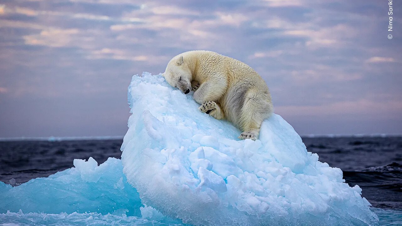 Polar Bear Sleeping On Iceberg Wins Wildlife Photographer Of The Year ...