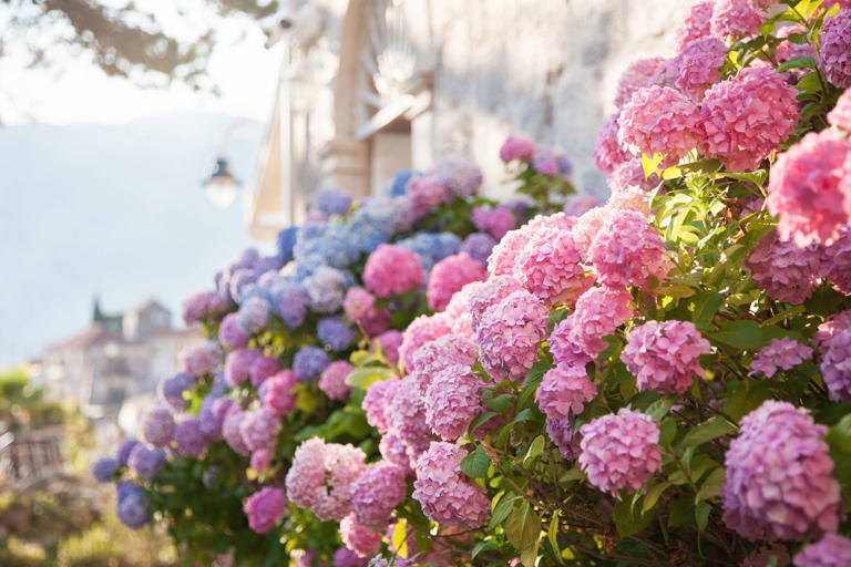 Hydrangeas Gardening: Thriving With Homemade Natural Fertilizers And 