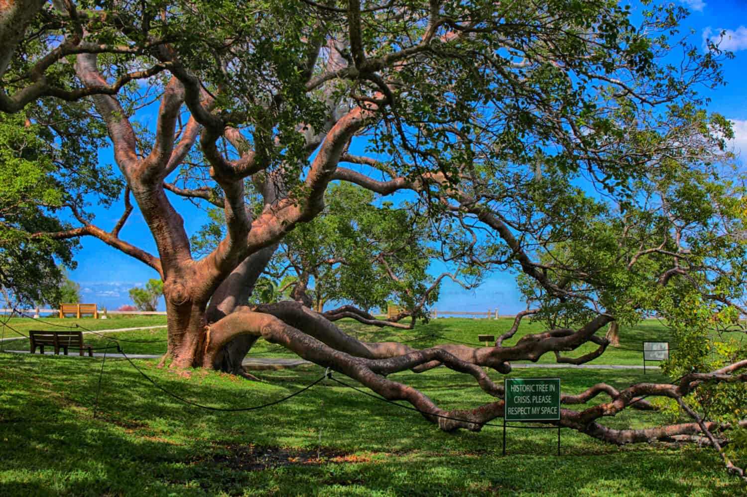 8 Beautiful Trees Native to Costa Rica