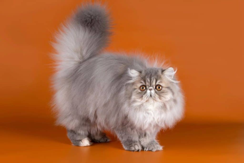 13 Cute But High-maintenance Cat Breeds