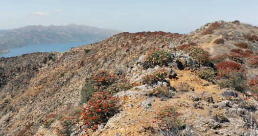 Channel Islands National Park encompasses five ecologically rich islands located off the Southern Californian coast.