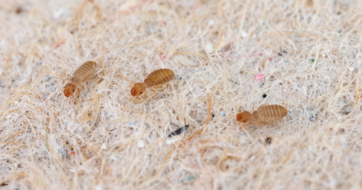 diese winzigen insekten verstecken sich in ihren küchenschränken und kleidern: so werden sie sie los