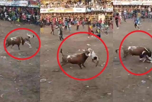 en video: toro agrede a hombre en una corraleja y lo deja sin ropa, se salvó de milagro