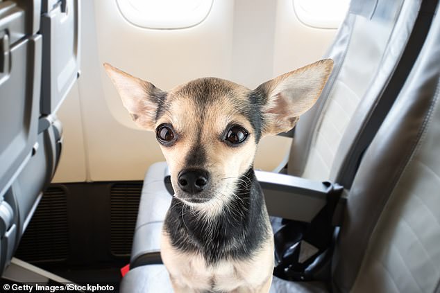 tiny chihuahua causes a stink on united airlines flight from denver to portland after it relieves itself on woman's lap an hour before landing