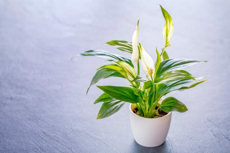 How To Propagate Peace Lily Plants At Home