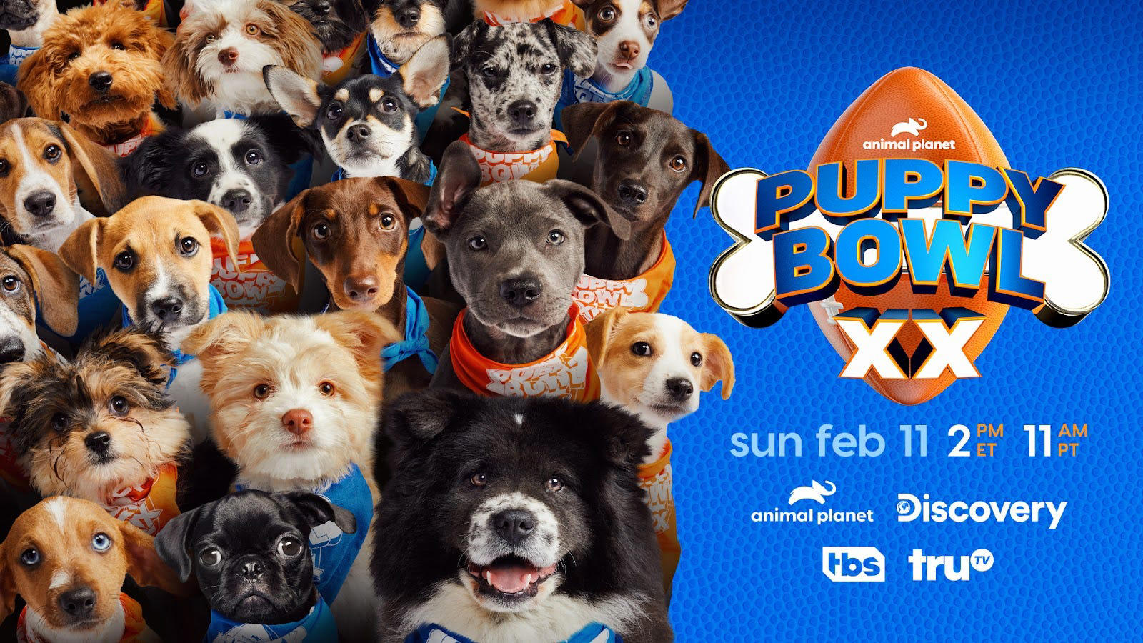 When is the 2024 Puppy Bowl? How to watch the 20th annual dog competition 🐕