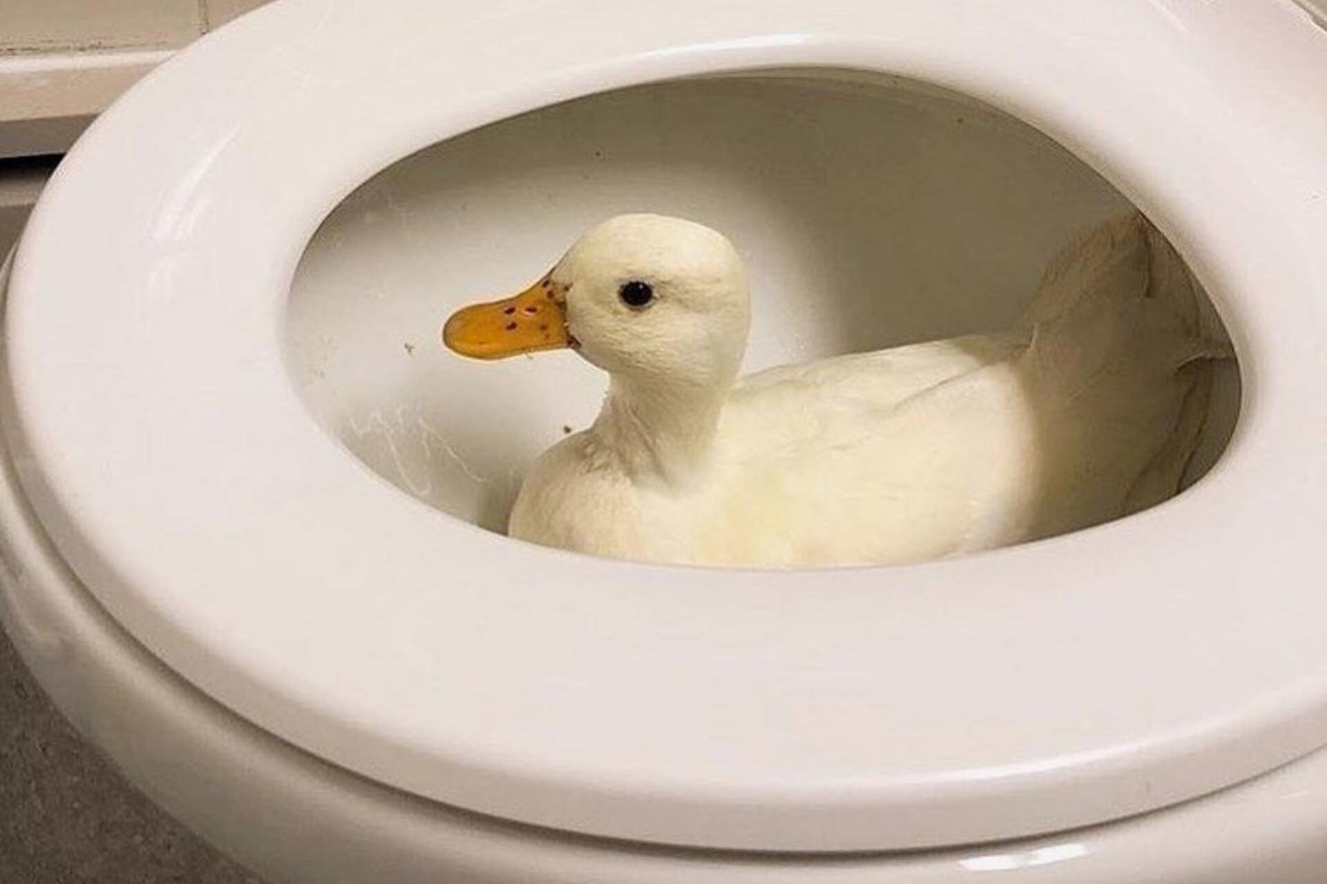 Lustige Bilder von Enten