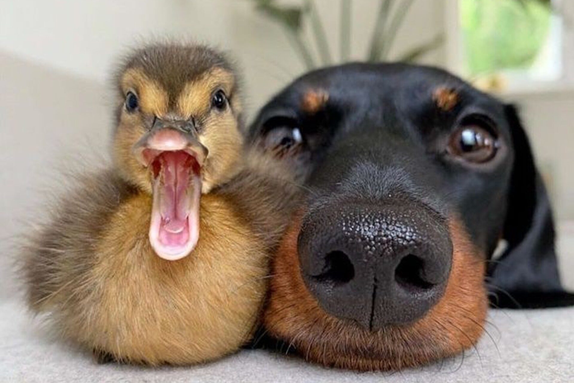 Lustige Bilder von Enten