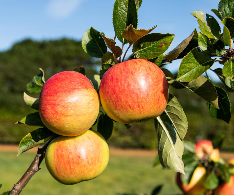 How to fertilize fruit trees both young and established to keep them ...