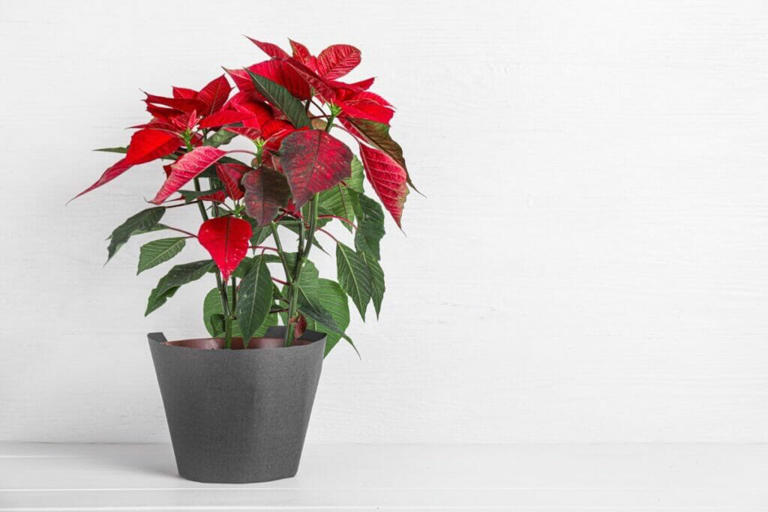 Poinsettia Plant Care At Home