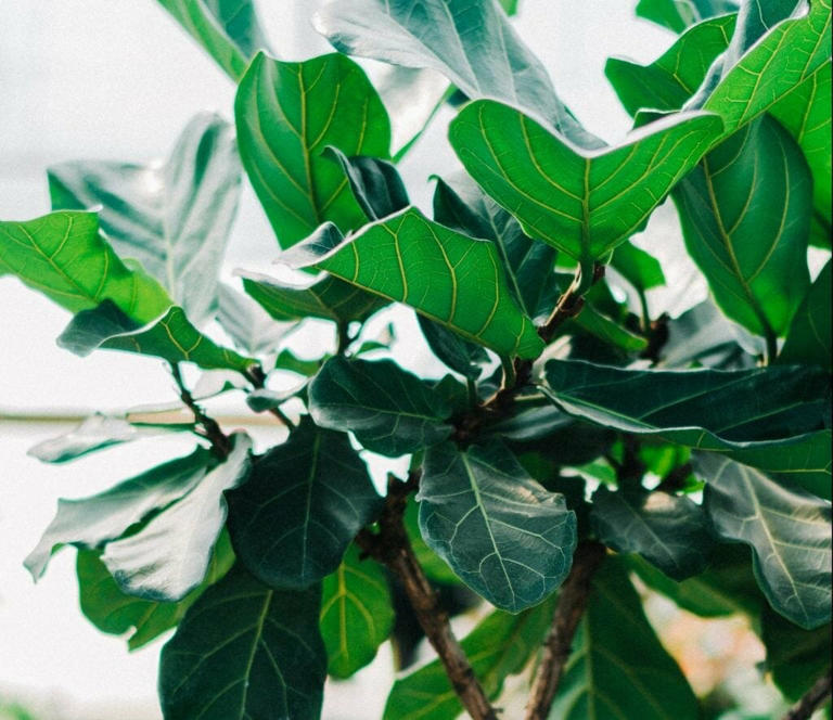 How To Grow A Fiddle Leaf Fig Tree At Home