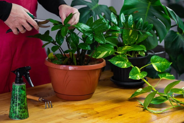 How To Prune And Trim Zz Plants At Home