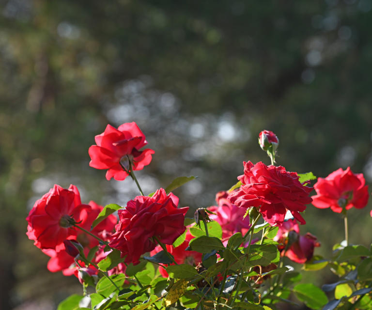 How to grow miniature roses – for compact shrubs with a profusion of blooms