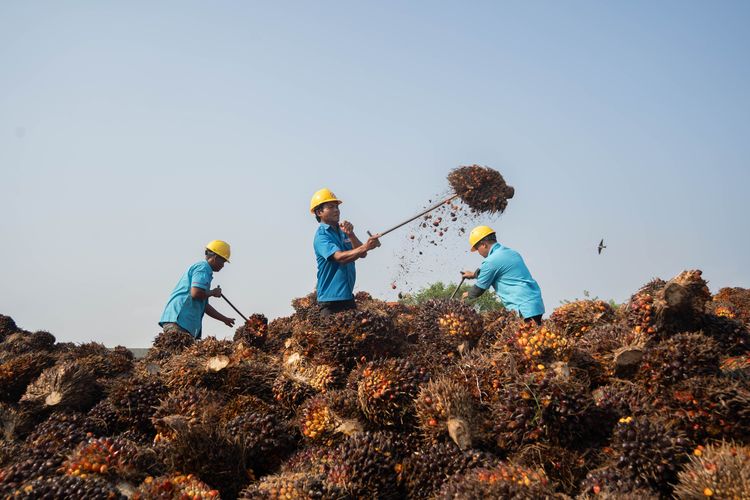 Mengapa Kalimantan Berkontribusi Besar Pada Produksi Kelapa Sawit ...