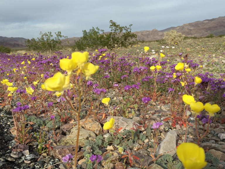 Visiting Death Valley in the winter? Here's what you need to know