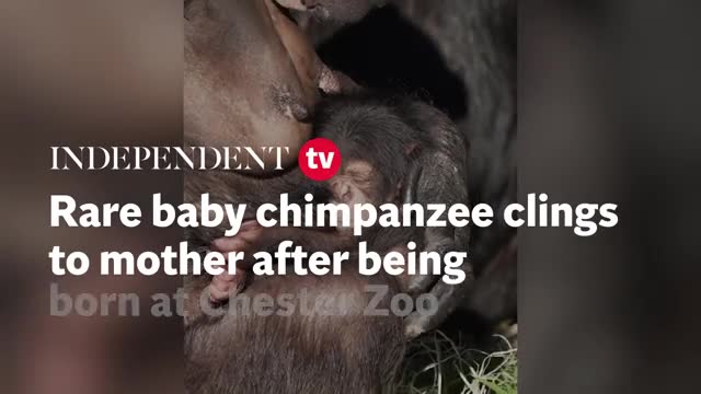 Rare Baby Chimpanzee Cuddles Up To Mother After Being Born At Chester Zoo