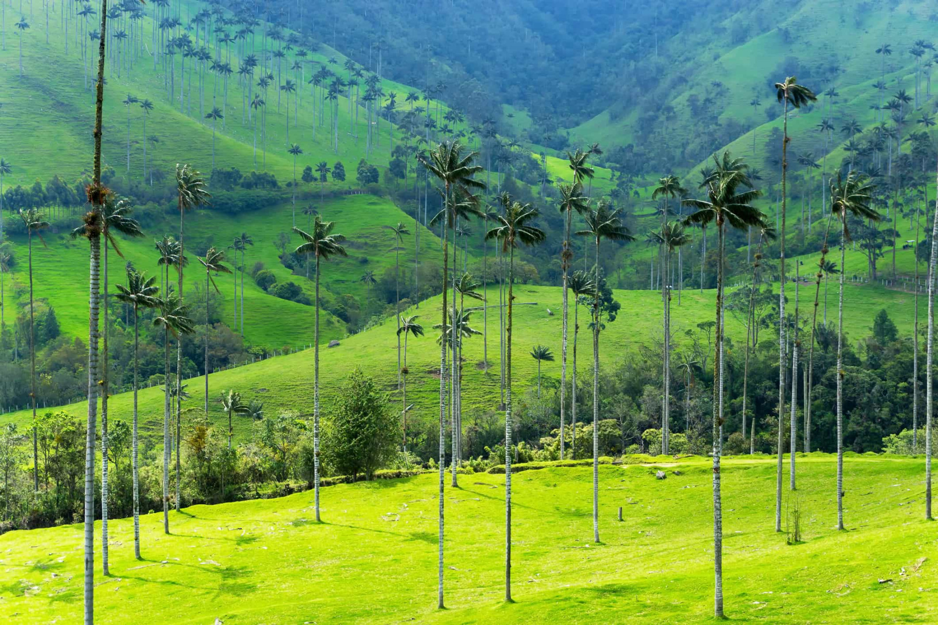 Resembling toothpicks piercing an emerald carpet, the wax palms decorating the floor of the Cocora Valley in the Los Nevados National Natural Park stand as the national tree and symbol of Colombia.
