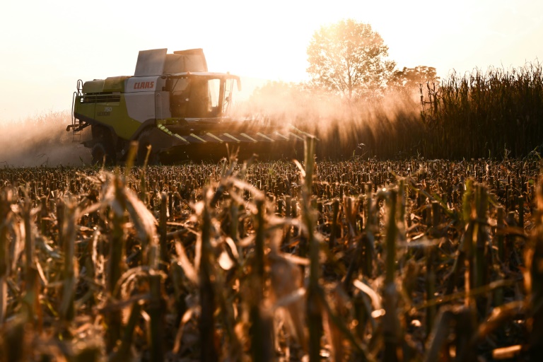 eeuu revisa a la baja producción mundial de maíz por menos cosecha en brasil