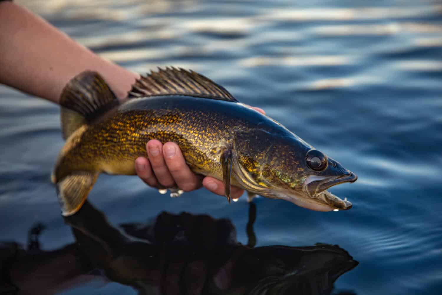 The Largest Walleye Ever Caught in Oregon