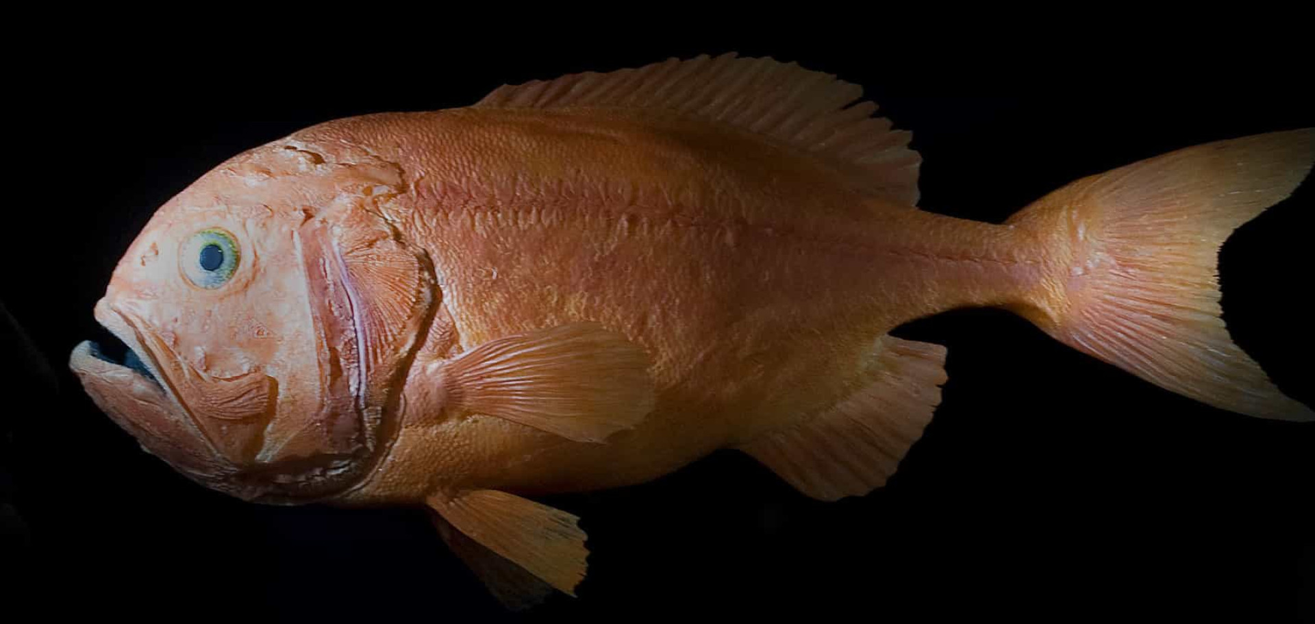 The longest living animals on earth