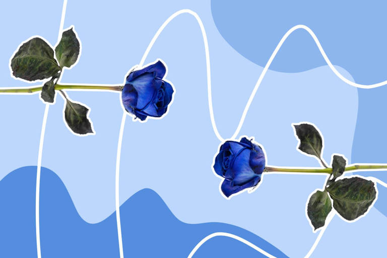 Blue Rose Meaning and Symbolism in Floriography