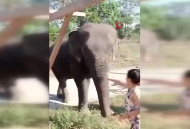 taylad'da korkunç olay! fil, sahibini ezerek öldürdü