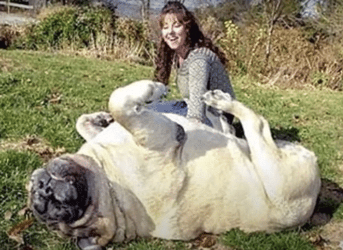 Огромная толстая собака. Самая толстая собака. Самая большая самая толстая собака в мире. Огромный редкость